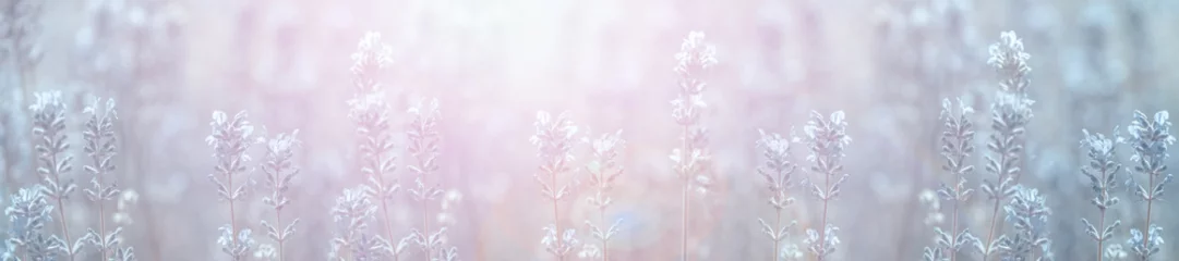 Photo sur Aluminium Lavande fleurs de lavande des champs panoramiques