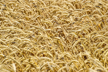 field of wheat. Photo Shooting quadrocopters field of ripe crops.