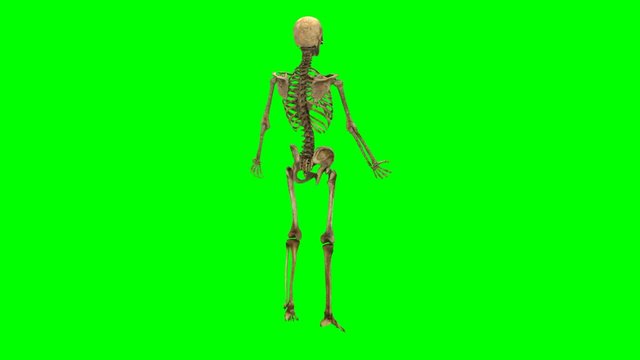 Rotazione scheletro maschile su sfondo chroma key