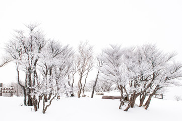 Dry Sakura tree with snow on the mountain.winter season