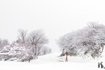 Dry Sakura tree with snow on the mountain.winter season