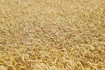 field of wheat. Photo Shooting quadrocopters field of ripe crops.