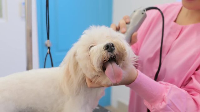White Dog In Pet Store With Girl Cutting Hair