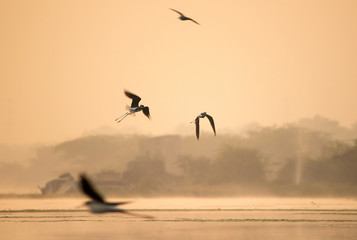 A stilt birds flying in the sky at early morning during sunrise time in golden lights. 