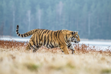 tiger, siberian tiger(Panthera tigris altaica)