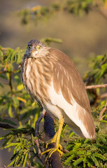 Pond heron sitting on tree in winter in early morning during sunrise in golden lights. 