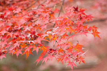 Maple leaves in Autumn season.Japan
