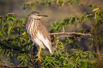 Pond heron sitting on tree in winter in early morning during sunrise in golden lights. 