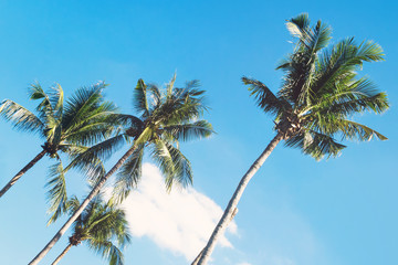 Naklejka na ściany i meble The view on the coconut palm trees on a background of a blue sky. Toned photo. Chiangmai, Thailand.