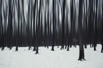 surreal winter forest landscape