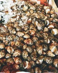 Fresh Spotted babylon on ice in the market