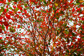 Season change Leaves change color green to red