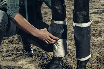 Bandaging horses' legs with a bandage.