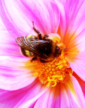 Bumblebee pollinating floret. Scenic, colorful picture of bumble bee on pink flower, close up.