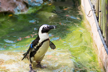 Obraz premium The African penguin, also known as the jackass penguin and black-footed penguin