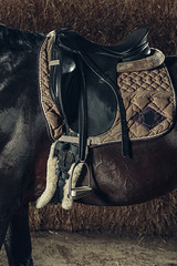 Saddle with stirrups on a back of a horse