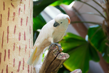 The white cockatoo, also known as the umbrella cockatoo, is a medium-sized all-white cockatoo