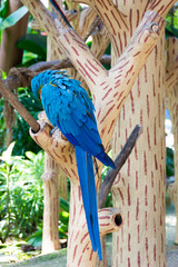 The blue-and-yellow macaw, also known as the blue-and-gold macaw