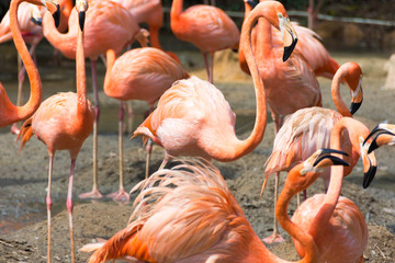 flock of pink flamingos in a zoo