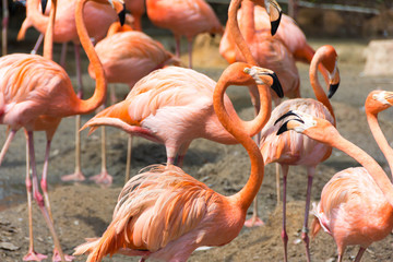flock of pink flamingos in a zoo