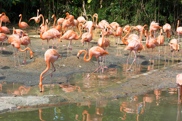 flock of pink flamingos in a zoo