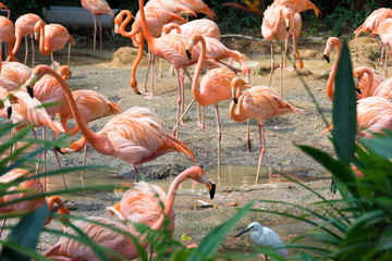 flock of pink flamingos in a zoo