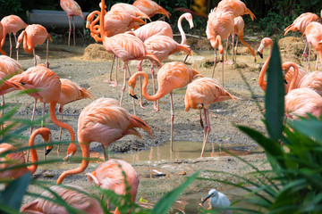 flock of pink flamingos in a zoo