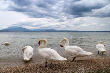 Cercles muraux Cygne Beautiful landscape with graceful white swans are on the shore of the famous Italian lake Garda. Five wild birds swans walk along the coast.