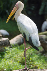 Storks are large, long-legged, long-necked wading birds with long, stout bills