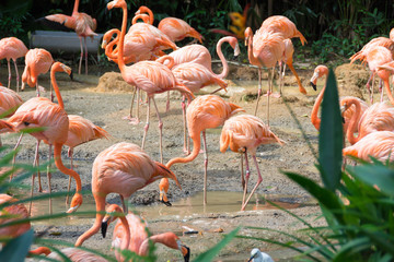 flock of pink flamingos in a zoo