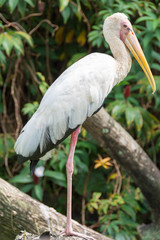 Storks are large, long-legged, long-necked wading birds with long, stout bills