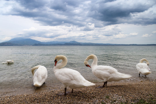 Beautiful landscape with graceful white swans are on the shore of the famous Italian lake Garda. Five wild birds swans walk along the coast.