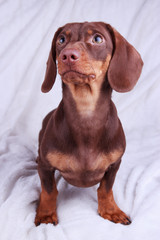 Young chocolate Dachshund dog sitting over white background