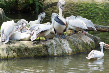 Flock of pelican birds near a pond