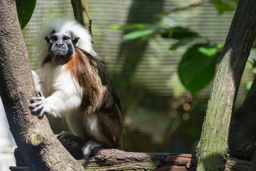 The cotton-top tamarin is a small New World monkey weighing less than 0.5 kg