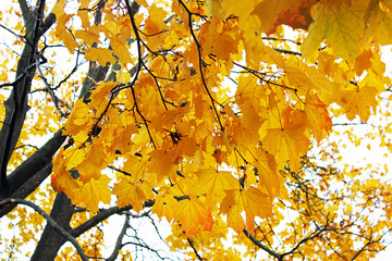 Tops of trees. Autumn. Beautiful autumn. Yellow trees. Fall leaves. After the rain