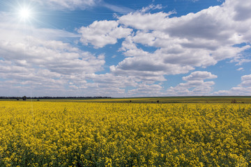 Obraz premium Yellow oil rape seeds in bloom. Field of rapeseed - plant for green energy.