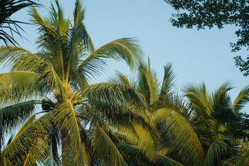 Fototapeta na wymiar palms in the sunlight..
