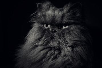 persian cat