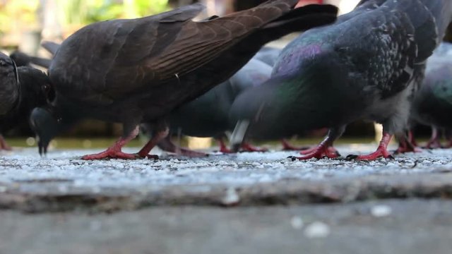 pigeon eating food