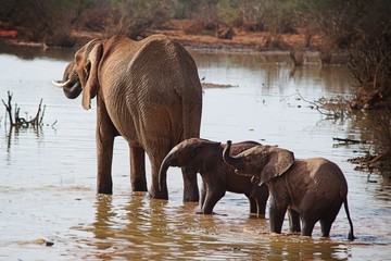 the elephant family © PierRiccardo