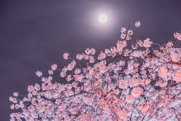 Fototapeta premium 夜桜と月