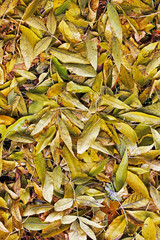 Background of leaves. Leaves. Autumn.