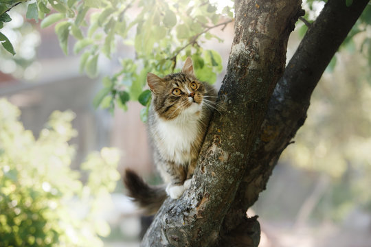 Fluffy cat sitting on a tree