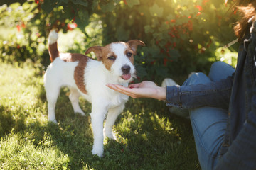 Girl playing with a dog. Jack Russell Terrier in nature. Summer