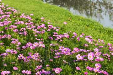 Pink cosmos flowers.