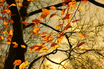 A close-up image of colourful Autumn leaves.