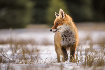 Red fox in the woods(Vulpes vulpes)