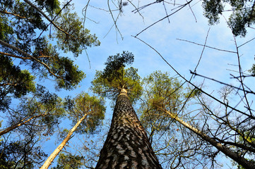 Korony drzew na tle niebieskiego nieba. © W Korczewski