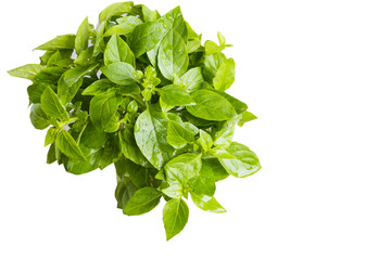 Bunch of fresh green basil leaves isolated on white.